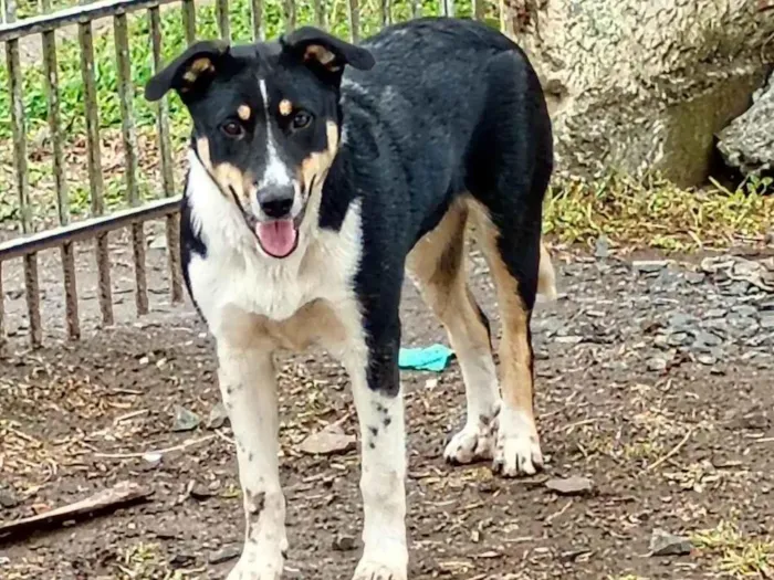 Cachorro ra a SRD-ViraLata idade 2 a 6 meses nome Meg