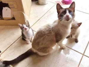 Gato raça SRD-ViraLata idade Abaixo de 2 meses nome Filhotes (1 mês) de gata sem dono