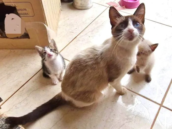 Gato ra a SRD-ViraLata idade Abaixo de 2 meses nome Filhotes (1 mês) de gata sem dono