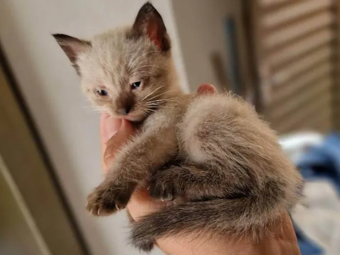 Gato ra a SRD-ViraLata idade Abaixo de 2 meses nome Filhotes (1 mês) de gata sem dono