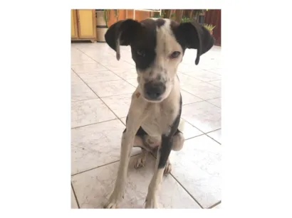 Cachorro raça SRD-ViraLata idade 2 a 6 meses nome Charlie