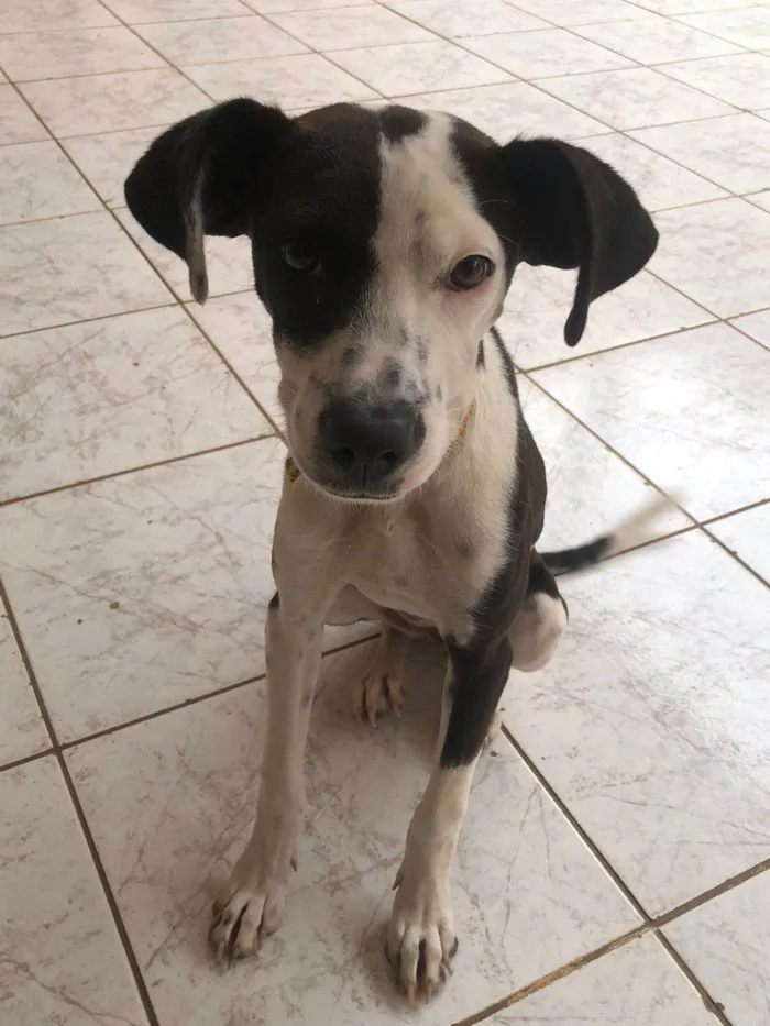 Cachorro ra a SRD-ViraLata idade 2 a 6 meses nome Charlie