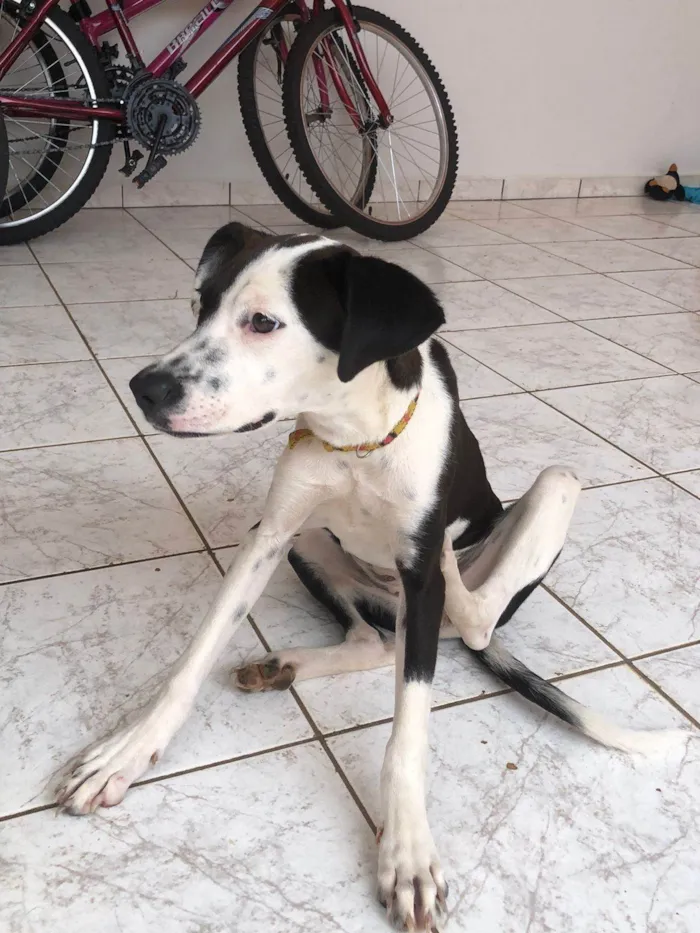 Cachorro ra a SRD-ViraLata idade 2 a 6 meses nome Charlie