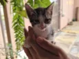 Filhotes (1 mês) de gata sem dono