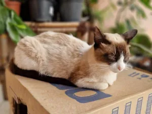 Gato raça SRD-ViraLata idade 1 ano nome Gata sem dono