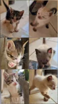 Filhotes (1 mês) de gata sem dono