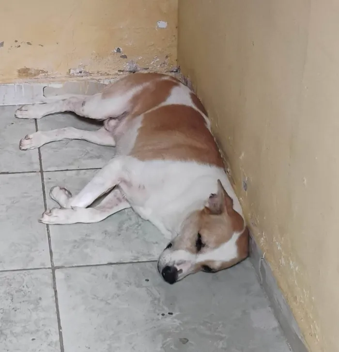 Cachorro ra a SRD-ViraLata idade 4 anos nome mailon