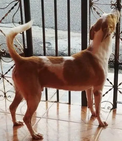 Cachorro ra a SRD-ViraLata idade 4 anos nome mailon
