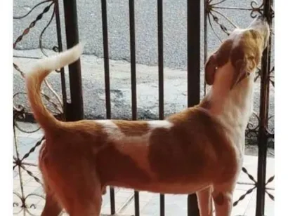 Cachorro raça SRD-ViraLata idade 4 anos nome mailon