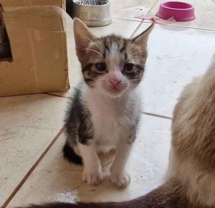 Gato ra a SRD-ViraLata idade Abaixo de 2 meses nome Filhotes (1 mês) de gata sem dono