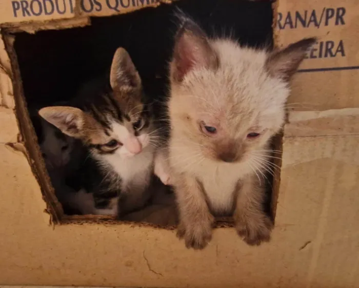Gato ra a SRD-ViraLata idade Abaixo de 2 meses nome Filhotes (1 mês) de gata sem dono