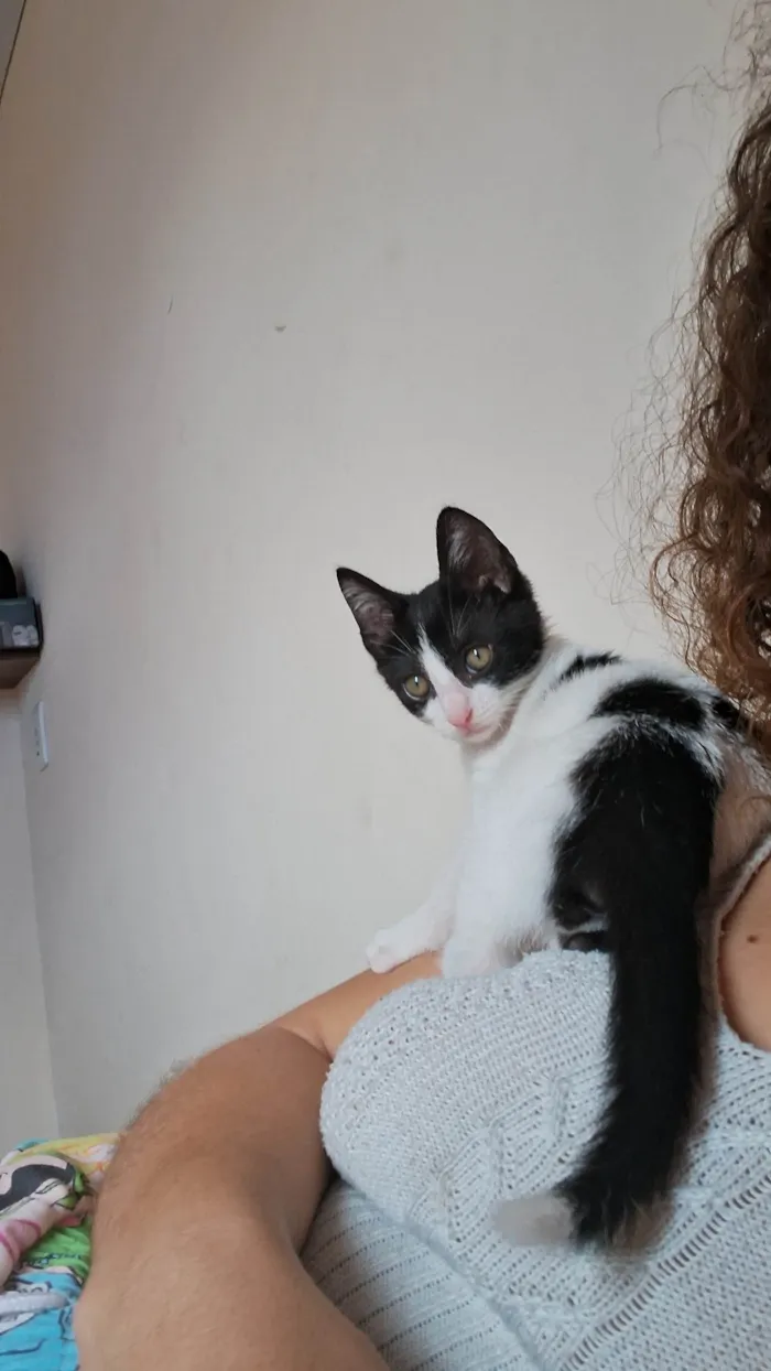 Gato ra a SRD-ViraLata idade 7 a 11 meses nome Beto 