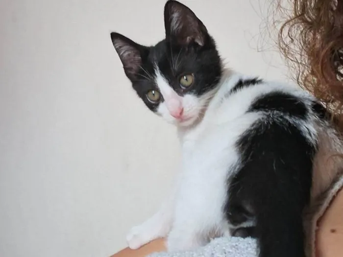 Gato ra a SRD-ViraLata idade 7 a 11 meses nome Beto 