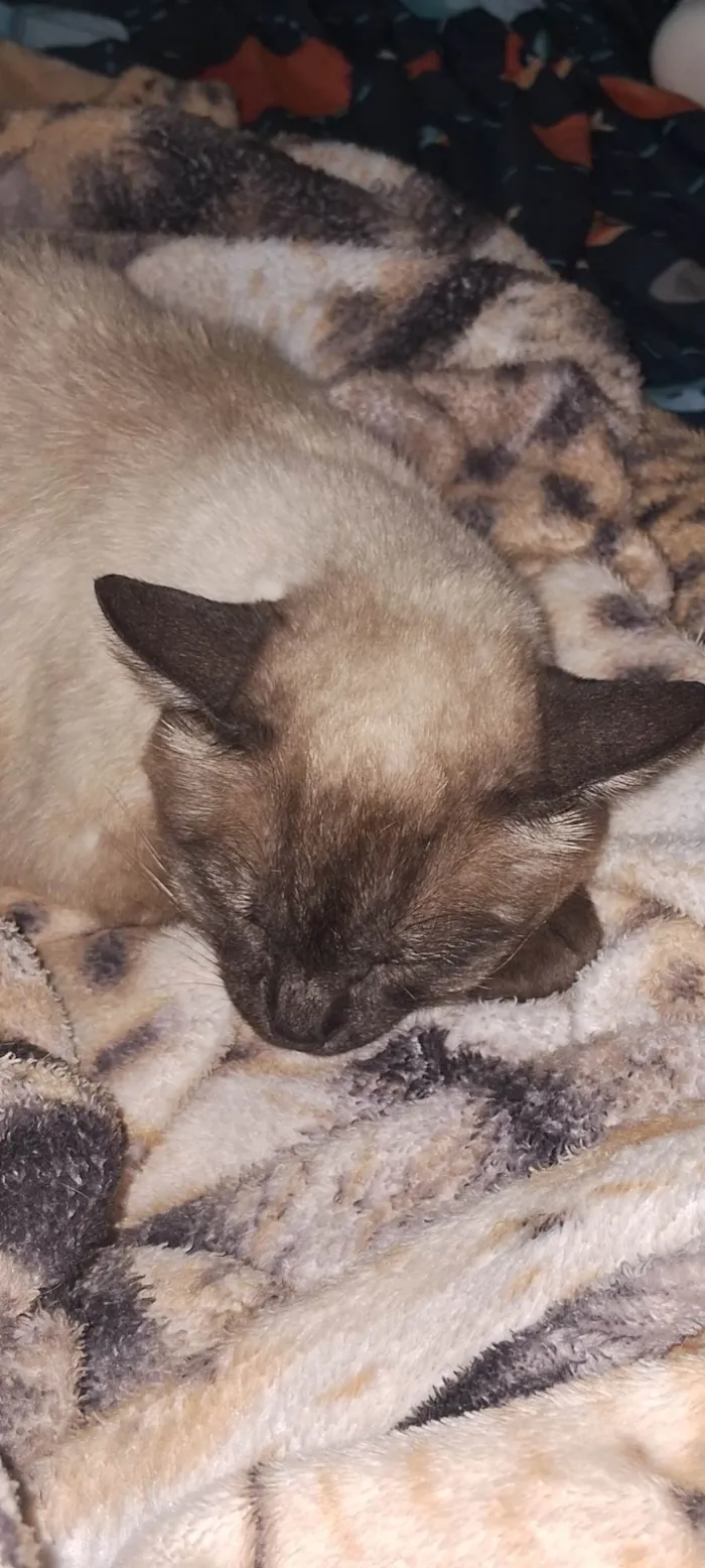 Gato ra a Siamês idade 4 anos nome Sya