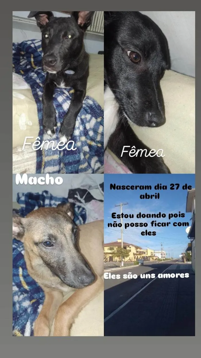 Cachorro ra a SRD-ViraLata idade 2 a 6 meses nome Abel camelia caramelo