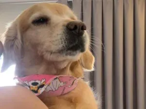 Cachorro raça Labrador idade 2 anos nome Hana