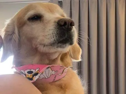 Cachorro raça Labrador idade 2 anos nome Hana