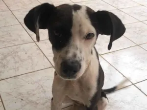 Cachorro raça SRD-ViraLata idade 2 a 6 meses nome Charlie