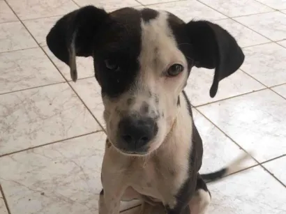 Cachorro raça SRD-ViraLata idade 2 a 6 meses nome Charlie
