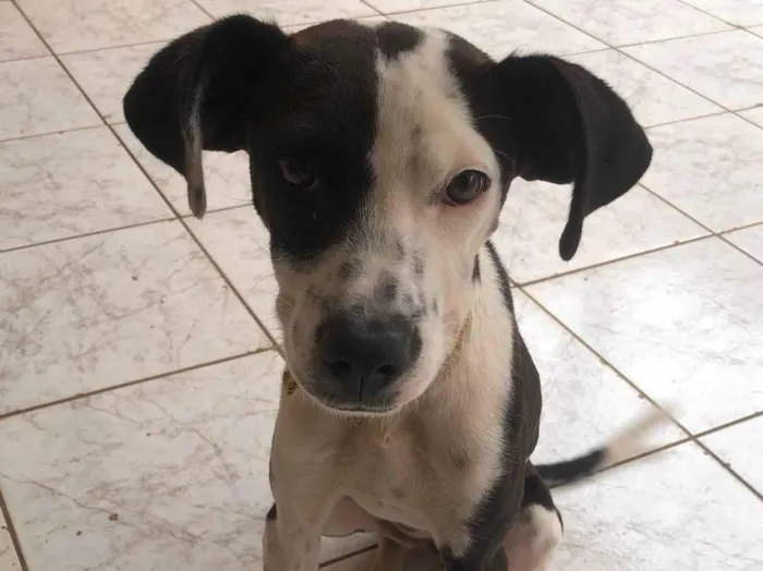 Cachorro ra a SRD-ViraLata idade 2 a 6 meses nome Charlie