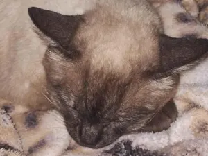 Gato raça Siamês idade 4 anos nome Sya