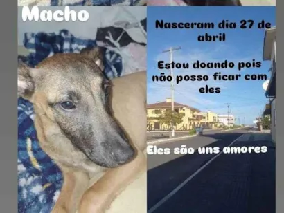 Cachorro raça SRD-ViraLata idade 2 a 6 meses nome Abel camelia caramelo