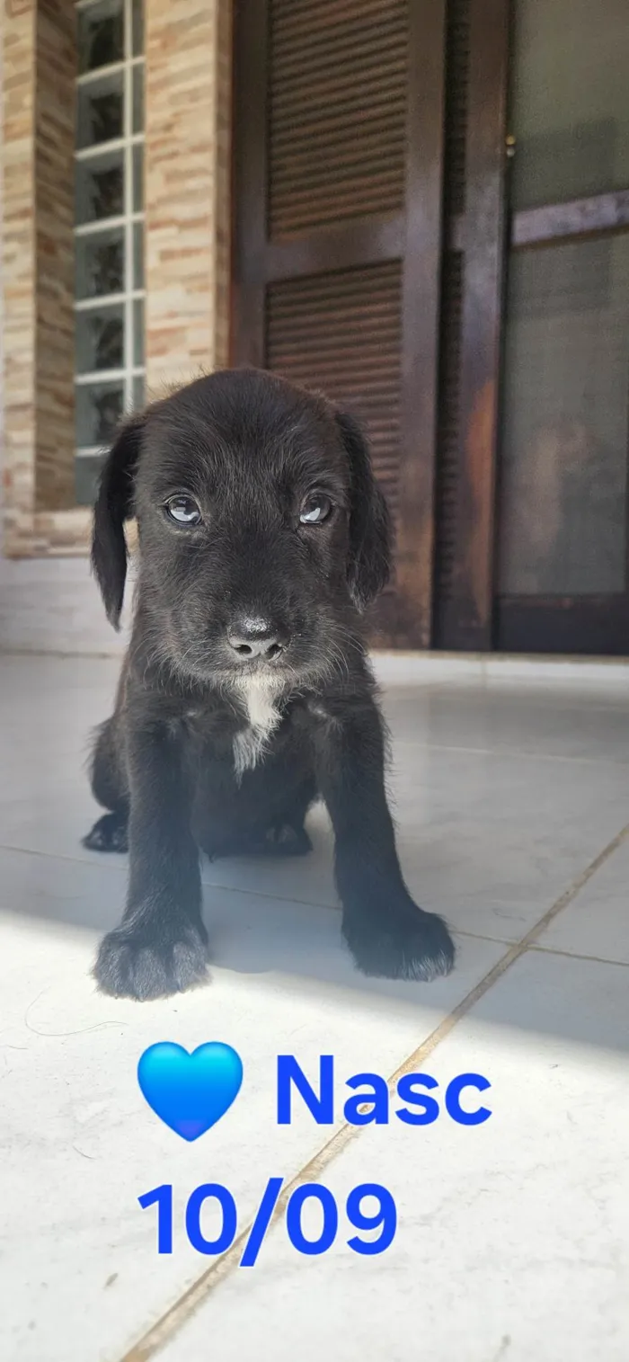 Cachorro ra a SRD-ViraLata idade Abaixo de 2 meses nome Sem nome 