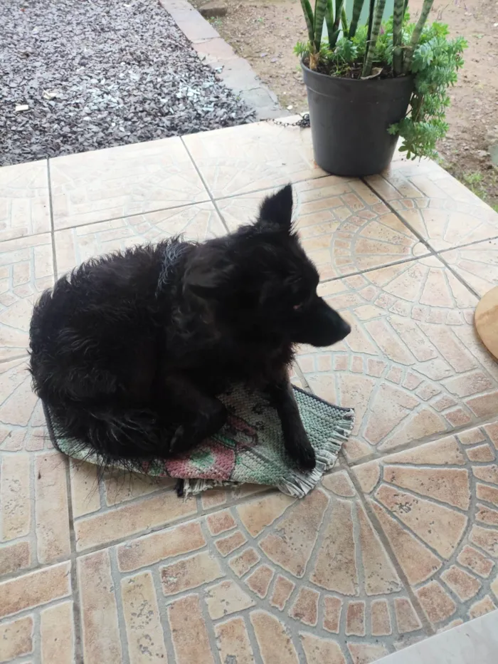 Cachorro ra a SRD-ViraLata idade 7 a 11 meses nome Bilu