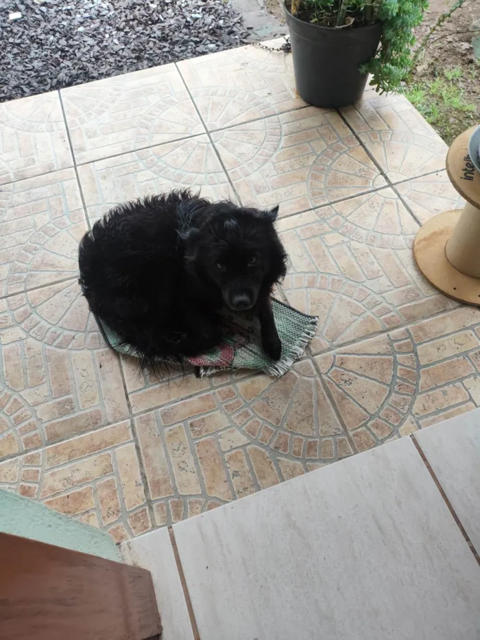 Cachorro ra a SRD-ViraLata idade 7 a 11 meses nome Bilu