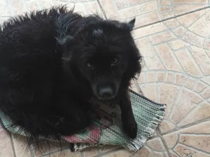 Cachorro raça SRD-ViraLata idade 7 a 11 meses nome Bilu