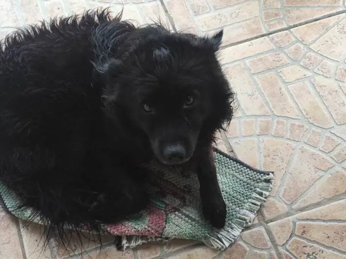 Cachorro ra a SRD-ViraLata idade 7 a 11 meses nome Bilu
