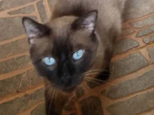 Gato raça SRD-ViraLata idade 1 ano nome Apolo