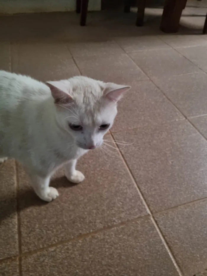 Gato ra a SRD-ViraLata idade 7 a 11 meses nome Snow