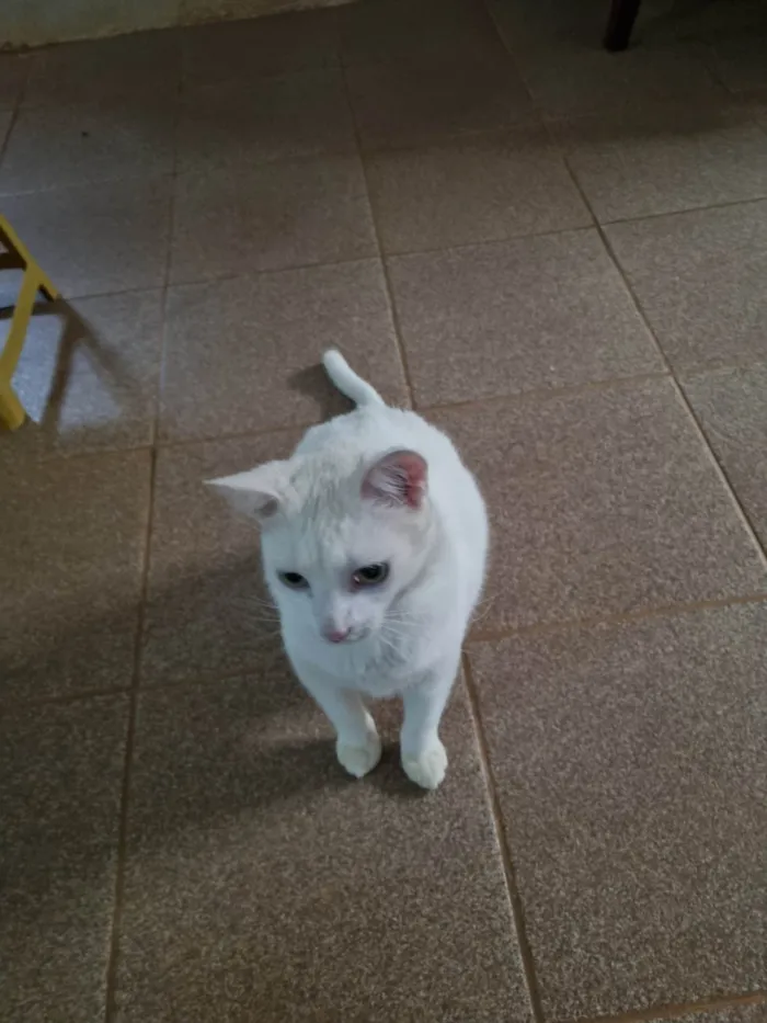 Gato ra a SRD-ViraLata idade 7 a 11 meses nome Snow