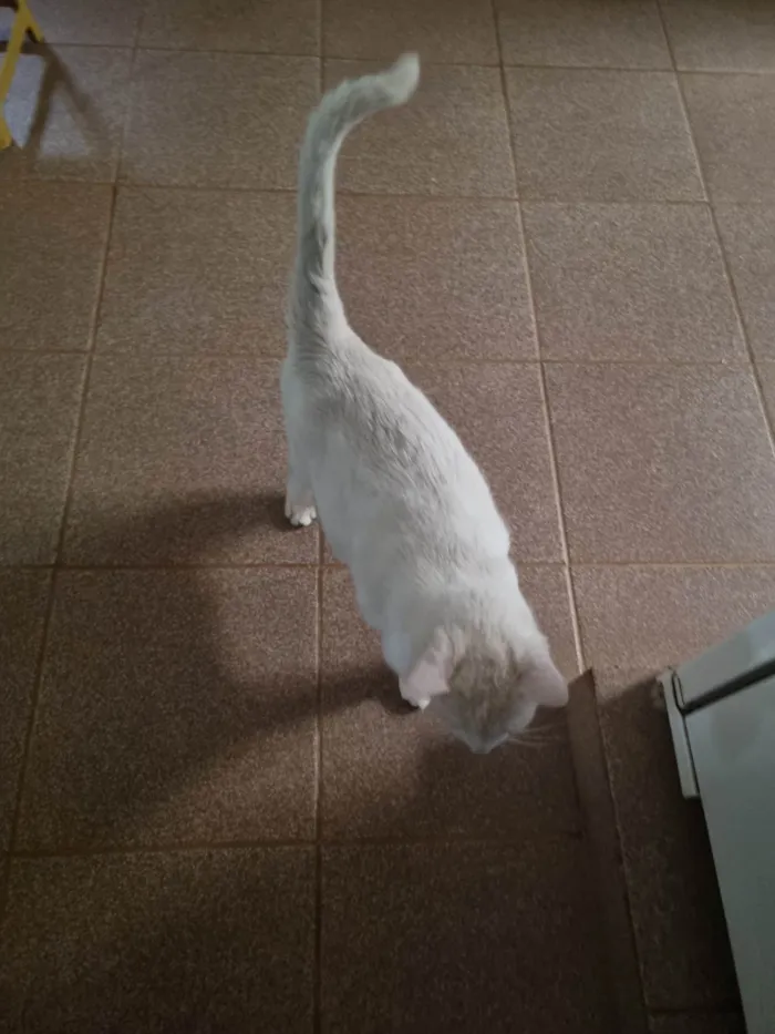 Gato ra a SRD-ViraLata idade 7 a 11 meses nome Snow