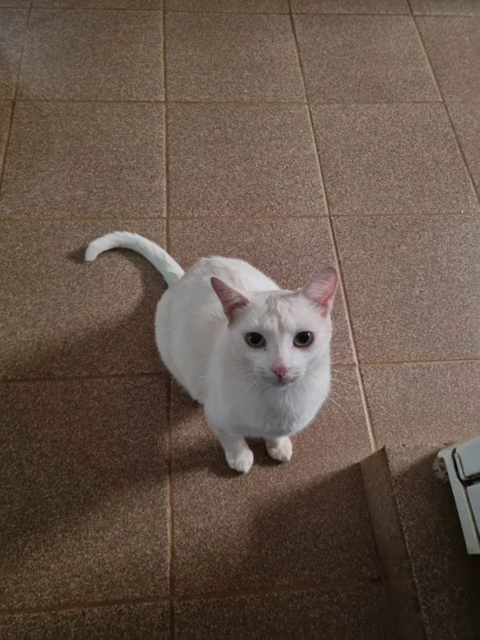Gato ra a SRD-ViraLata idade 7 a 11 meses nome Snow