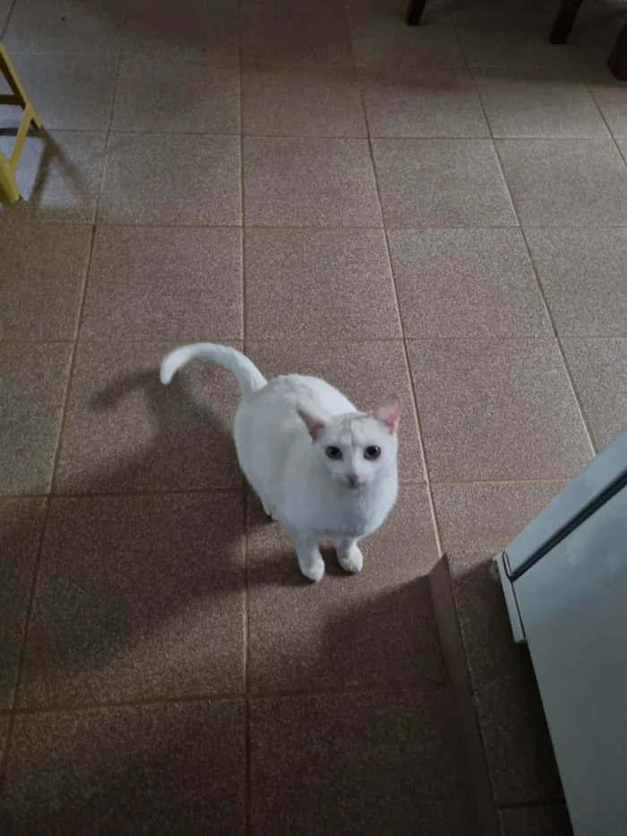 Gato ra a SRD-ViraLata idade 7 a 11 meses nome Snow