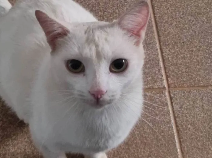 Gato ra a SRD-ViraLata idade 7 a 11 meses nome Snow