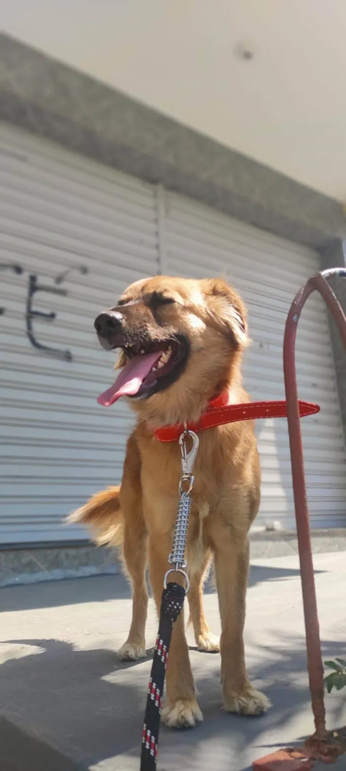 Cachorro ra a SRD-ViraLata idade 6 ou mais anos nome Lobinha