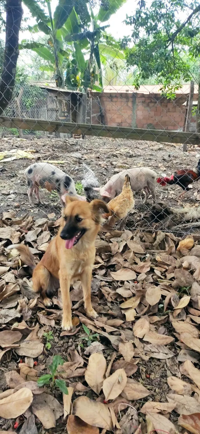 Cachorro ra a SRD-ViraLata idade 6 ou mais anos nome Lobinha