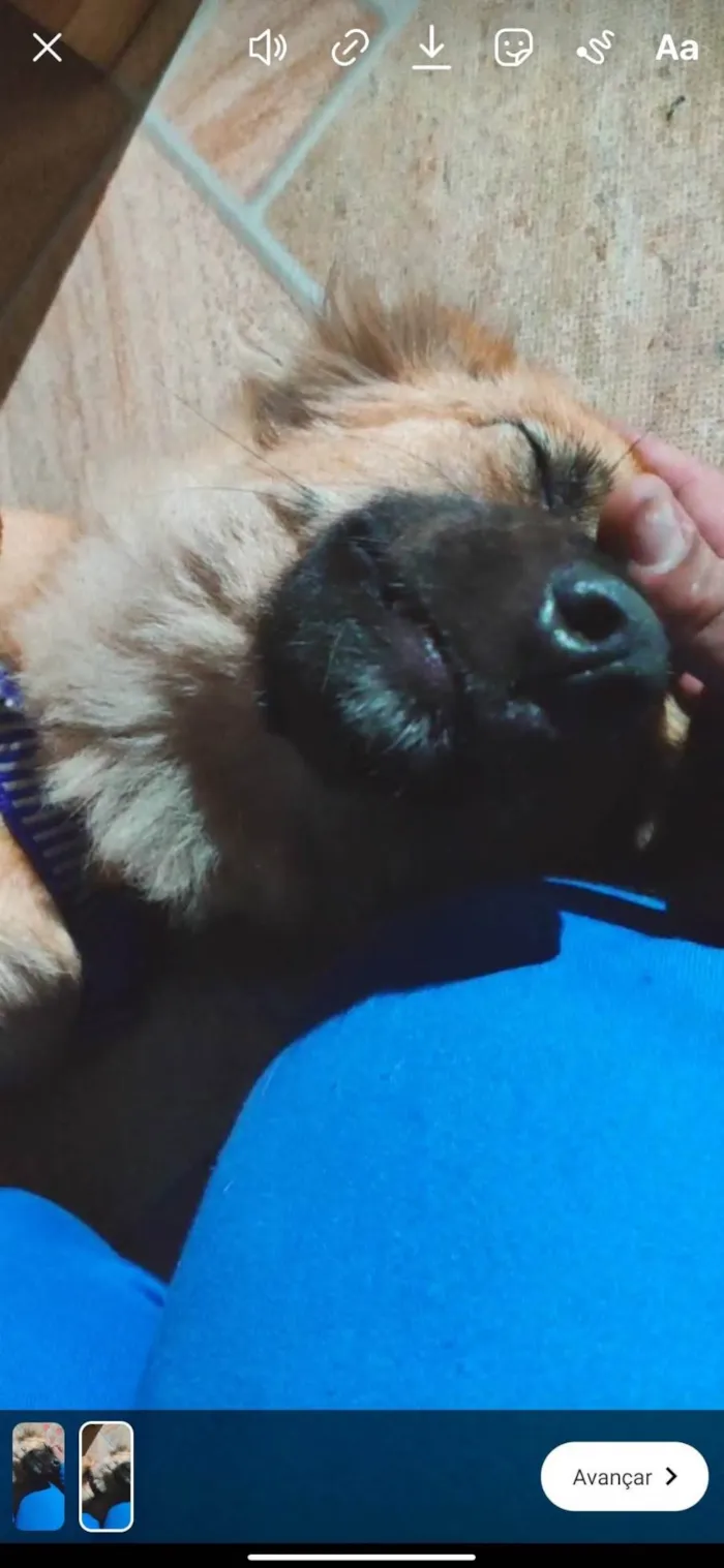 Cachorro ra a SRD-ViraLata idade 6 ou mais anos nome Lobinha