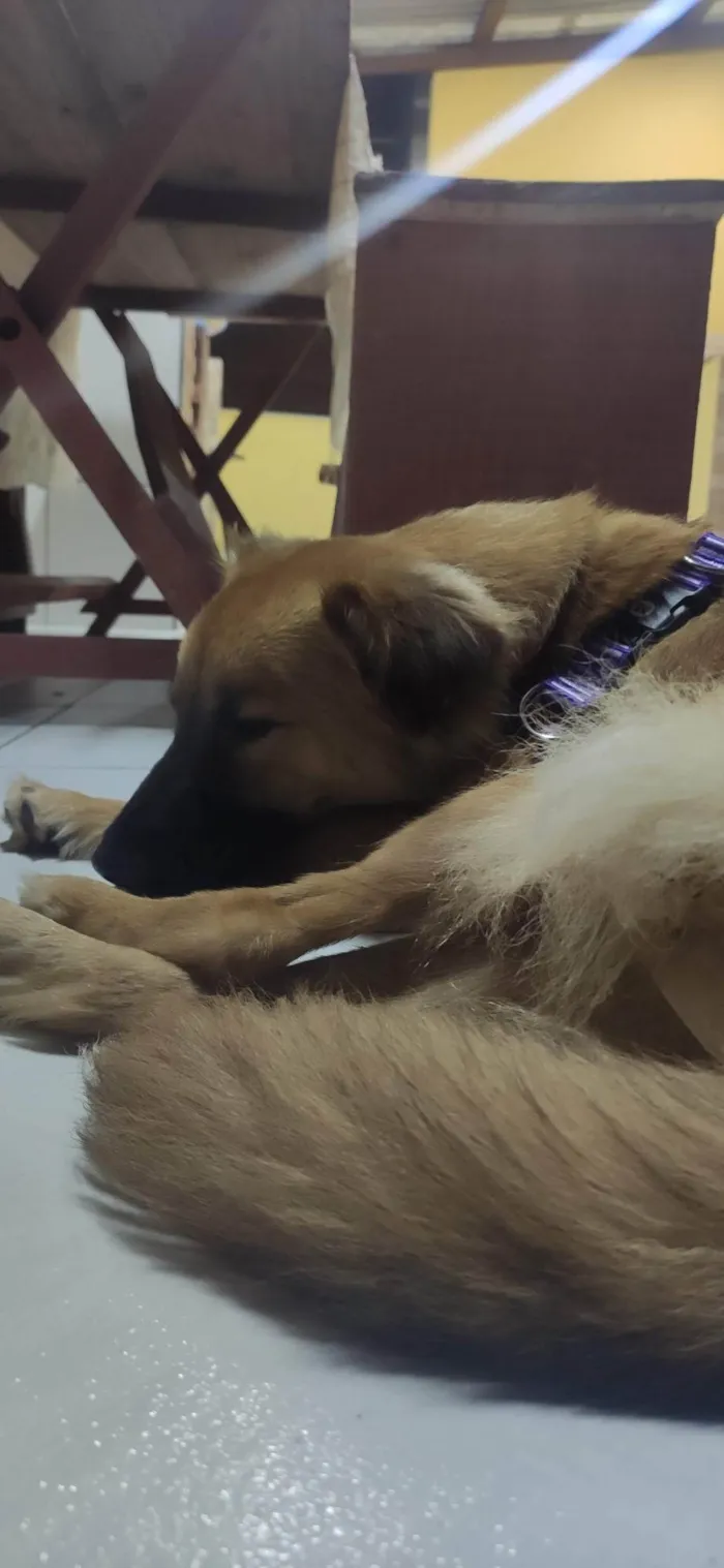 Cachorro ra a SRD-ViraLata idade 6 ou mais anos nome Lobinha
