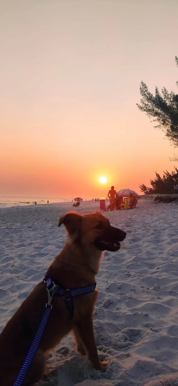 Cachorro ra a SRD-ViraLata idade 6 ou mais anos nome Lobinha