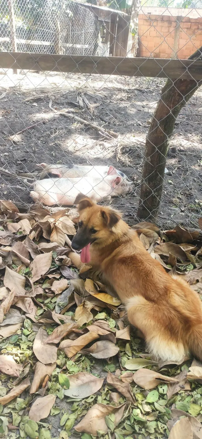 Cachorro ra a SRD-ViraLata idade 6 ou mais anos nome Lobinha
