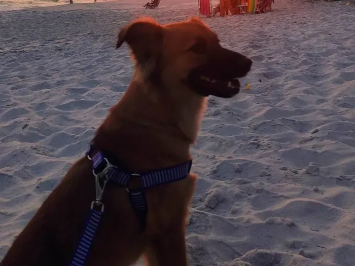 Cachorro ra a SRD-ViraLata idade 6 ou mais anos nome Lobinha