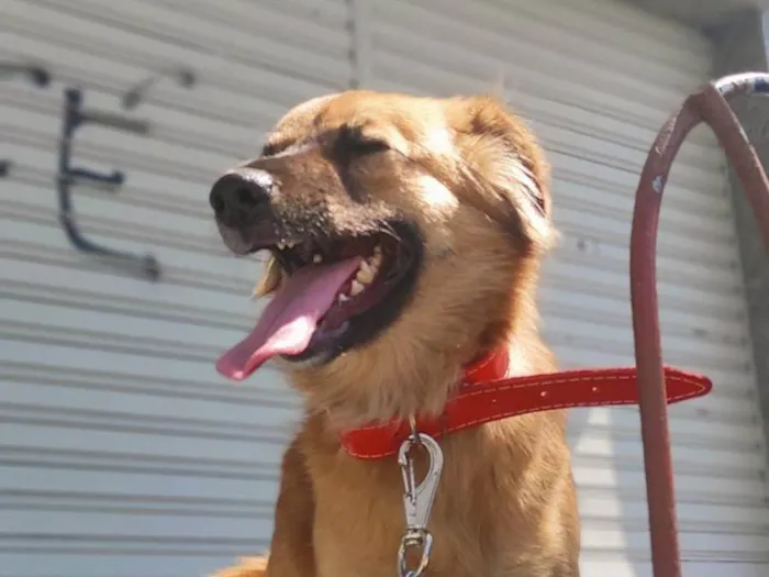 Cachorro ra a SRD-ViraLata idade 6 ou mais anos nome Lobinha
