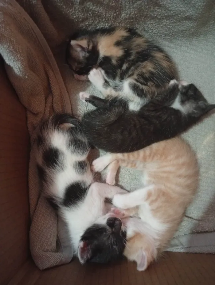 Gato ra a SRD-ViraLata idade Abaixo de 2 meses nome Lily