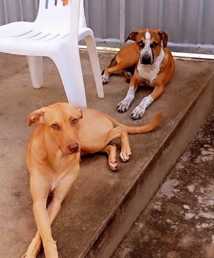 Cachorro ra a SRD-ViraLata idade 2 anos nome Lua / Malak