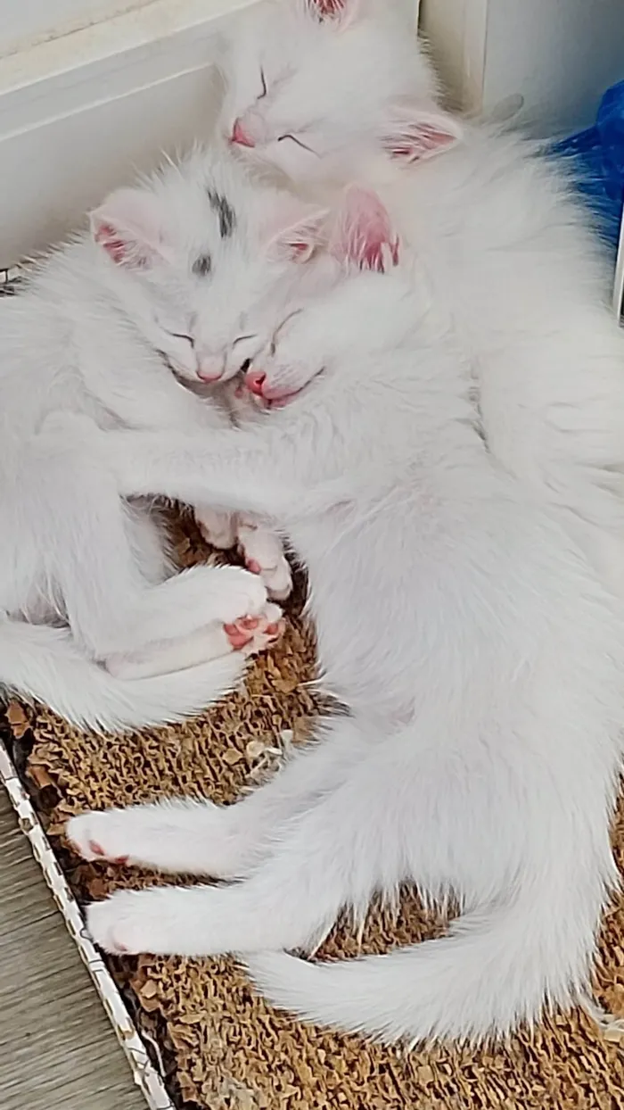 Gato ra a SRD-ViraLata idade 2 a 6 meses nome não tem nome ainda