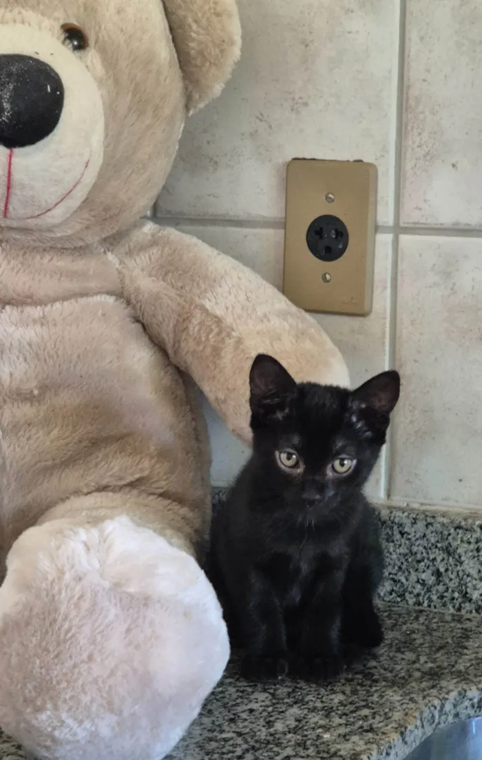 Gato raça SRD-ViraLata idade 2 a 6 meses nome Tico